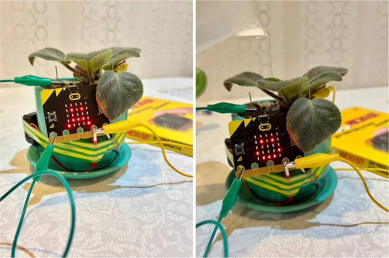 Датчик на фиалке